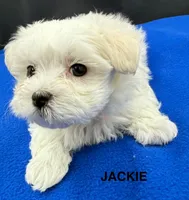 Jackie, a female Maltese for sale in Phillipsburg, MO – Photo 6 of 8