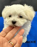 Jackie, a female Maltese for sale in Phillipsburg, MO – Photo 1 of 8
