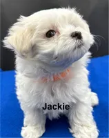 Jackie, a female Maltese for sale in Phillipsburg, MO – Photo 2 of 8