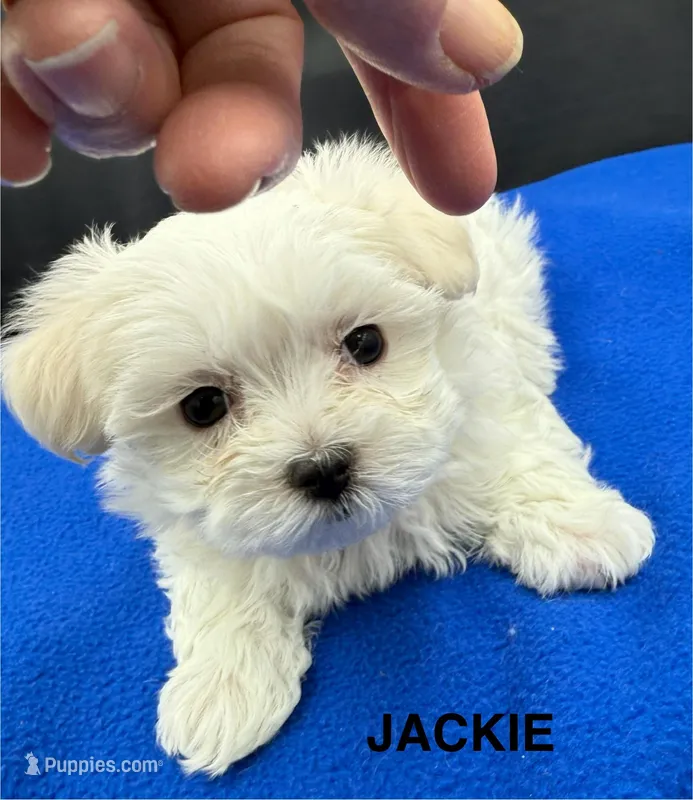 Jackie – Maltese puppy for sale in Phillipsburg, MO