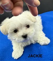 Jackie, a female Maltese for sale in Phillipsburg, MO – Photo 5 of 8