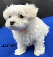 Jackie, a female Maltese for sale in Phillipsburg, MO – Photo 4 of 8