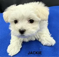 Jackie, a female Maltese for sale in Phillipsburg, MO – Photo 8 of 8
