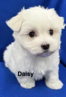 Daisy, a female Maltese for sale in Phillipsburg, MO – 8 of 10