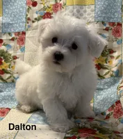 Dalton, a male Maltese for sale in Phillipsburg, MO – 4 of 10