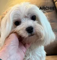 Archie, a male Maltese for sale in Phillipsburg, MO – 3 of 3