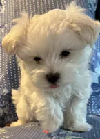 Tyler, a male Maltese for sale in Phillipsburg, MO – 9 of 9