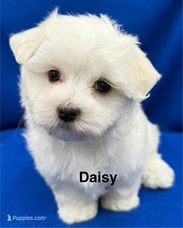 Daisy – Maltese puppy for sale in Phillipsburg, MO