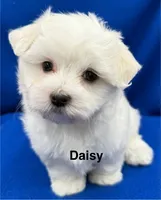 Daisy, a female Maltese for sale in Phillipsburg, MO – 1 of 10