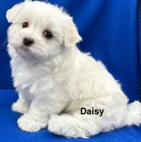 Daisy, a female Maltese for sale in Phillipsburg, MO – 10 of 10