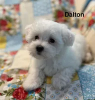 Dalton, a male Maltese for sale in Phillipsburg, MO – 9 of 10
