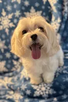 Archie, a male Maltese for sale in Phillipsburg, MO – 1 of 3