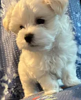 Tyler, a male Maltese for sale in Phillipsburg, MO – 7 of 9