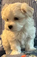 Tyler, a male Maltese for sale in Phillipsburg, MO – 6 of 9