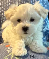 Tyler, a male Maltese for sale in Phillipsburg, MO – 4 of 9