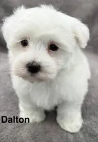 Dalton, a male Maltese for sale in Phillipsburg, MO – 4 of 10