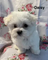 Daisy, a female Maltese for sale in Phillipsburg, MO – 4 of 8