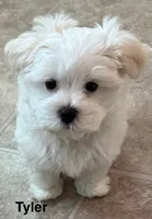 Tyler, a male Maltese for sale in Phillipsburg, MO – 3 of 9