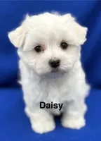 Daisy, a female Maltese for sale in Phillipsburg, MO – 5 of 10