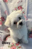 Daisy, a female Maltese for sale in Phillipsburg, MO – 7 of 8
