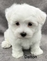 Dalton, a male Maltese for sale in Phillipsburg, MO – 9 of 10
