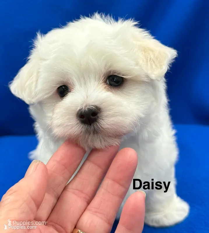 Daisy – Maltese puppy for sale in Phillipsburg, MO