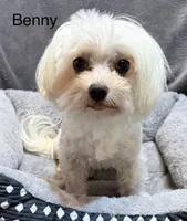 Benny, a male Maltese for sale in Phillipsburg, MO – Photo 1 of 6