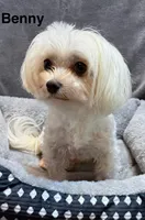 Benny, a male Maltese for sale in Phillipsburg, MO – Photo 3 of 6