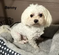 Benny, a male Maltese for sale in Phillipsburg, MO – Photo 4 of 6
