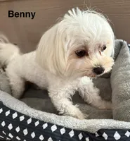 Benny, a male Maltese for sale in Phillipsburg, MO – Photo 5 of 6