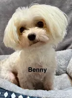 Benny, a male Maltese for sale in Phillipsburg, MO – Photo 2 of 6