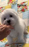 Dalton, a male Maltese for sale in Phillipsburg, MO – 5 of 10
