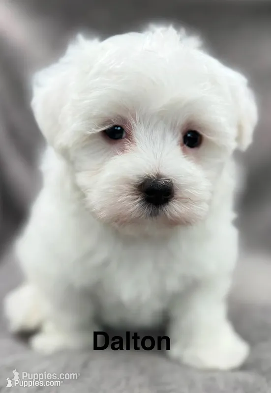 Dalton – Maltese puppy for sale in Phillipsburg, MO