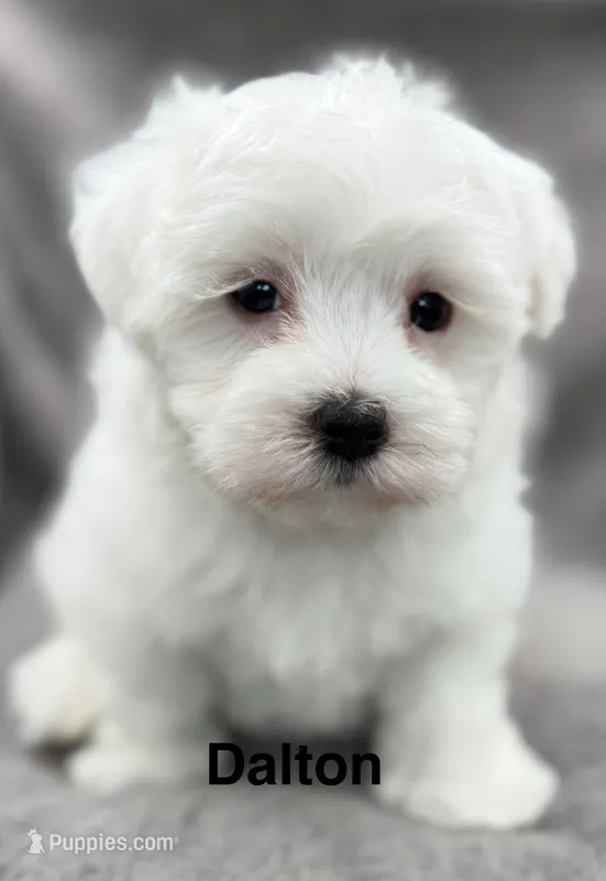 Dalton – Maltese puppy for sale in Phillipsburg, MO