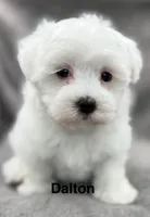 Dalton, a male Maltese for sale in Phillipsburg, MO – 1 of 10