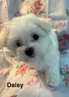 Daisy, a female Maltese for sale in Phillipsburg, MO – 6 of 8