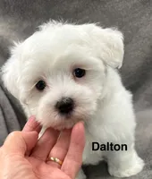 Dalton, a male Maltese for sale in Phillipsburg, MO – 7 of 10