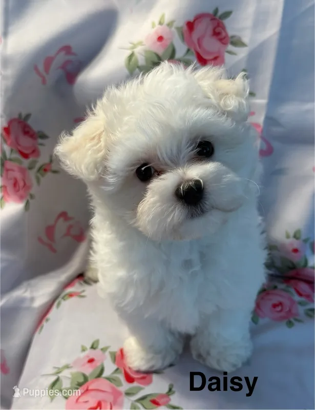 Daisy – Maltese puppy for sale in Phillipsburg, MO