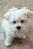 Tyler, a male Maltese for sale in Phillipsburg, MO – 2 of 9