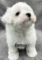 Dalton, a male Maltese for sale in Phillipsburg, MO – 5 of 10