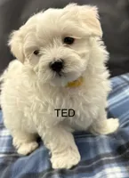 Ted, a male Maltese for sale in Phillipsburg, MO – Photo 1 of 10