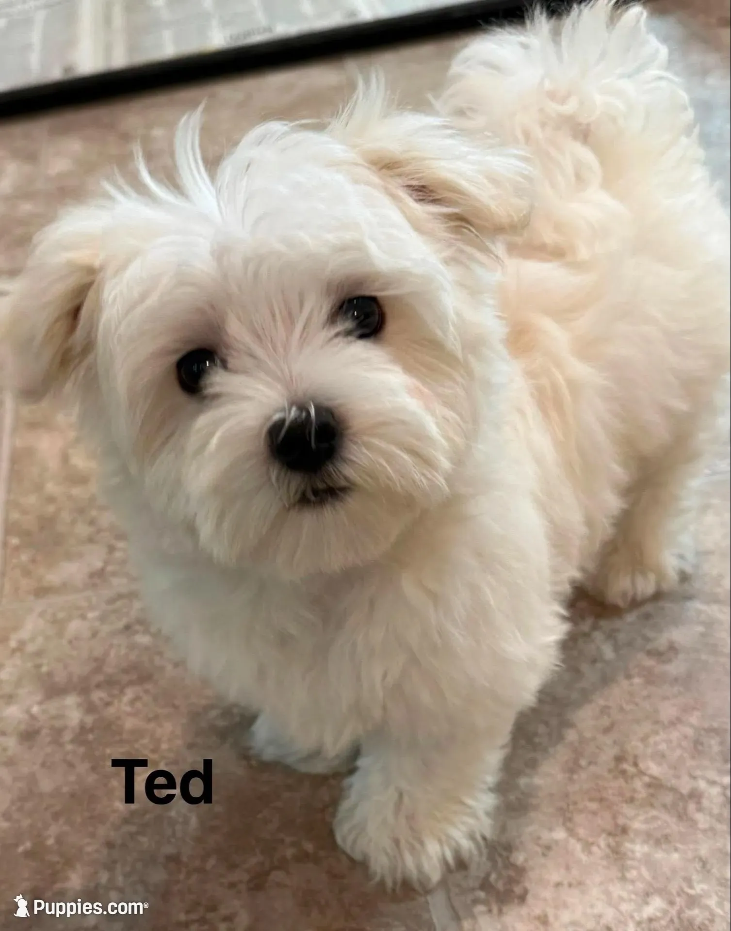 Ted – Maltese puppy for sale in Phillipsburg, MO