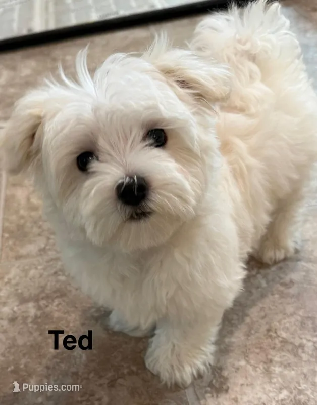 Ted – Maltese puppy for sale in Phillipsburg, MO