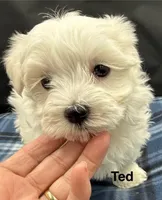 Ted, a male Maltese for sale in Phillipsburg, MO – Photo 6 of 10