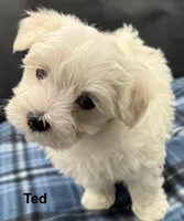 Ted, a male Maltese for sale in Phillipsburg, MO – Photo 5 of 10