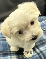 Ted, a male Maltese for sale in Phillipsburg, MO – Photo 7 of 10
