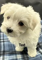 Ted, a male Maltese for sale in Phillipsburg, MO – Photo 9 of 10