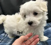 Ted, a male Maltese for sale in Phillipsburg, MO – Photo 2 of 10