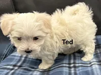 Ted, a male Maltese for sale in Phillipsburg, MO – Photo 8 of 10