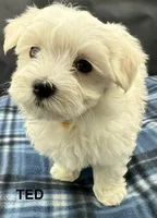 Ted, a male Maltese for sale in Phillipsburg, MO – Photo 10 of 10